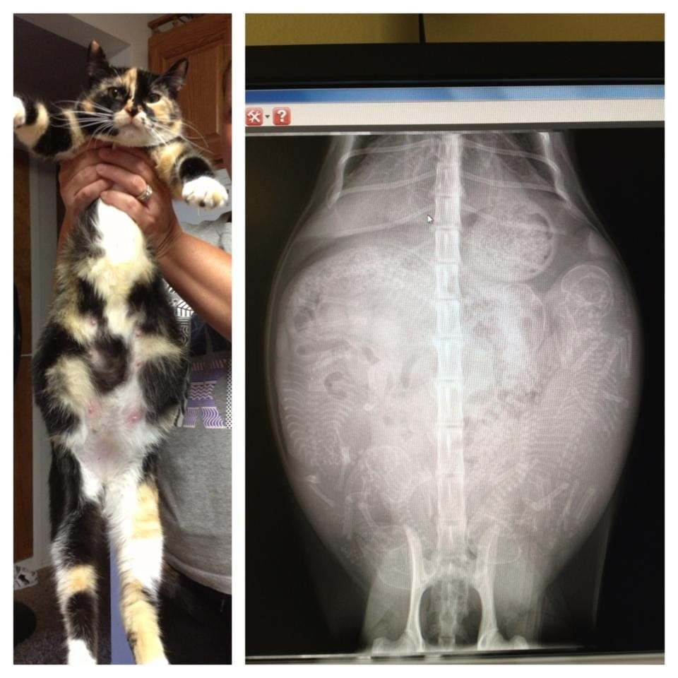 Pregnant Cat X Ray Interestingasfuck