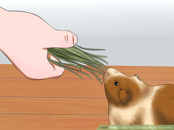 Get Your Guinea Pig to Trust You Step 8.jpg