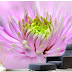 Pink Aesthetic Background : Pink Aesthetic Laptop Wallpapers - Wallpaper Cave / #aestheticly #aesthetic #aesthetics #aestheticlypleasing #pinkaesthetic #flowers.