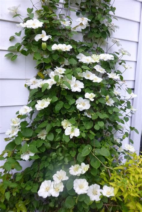 healthy happy clematis fast grower filled