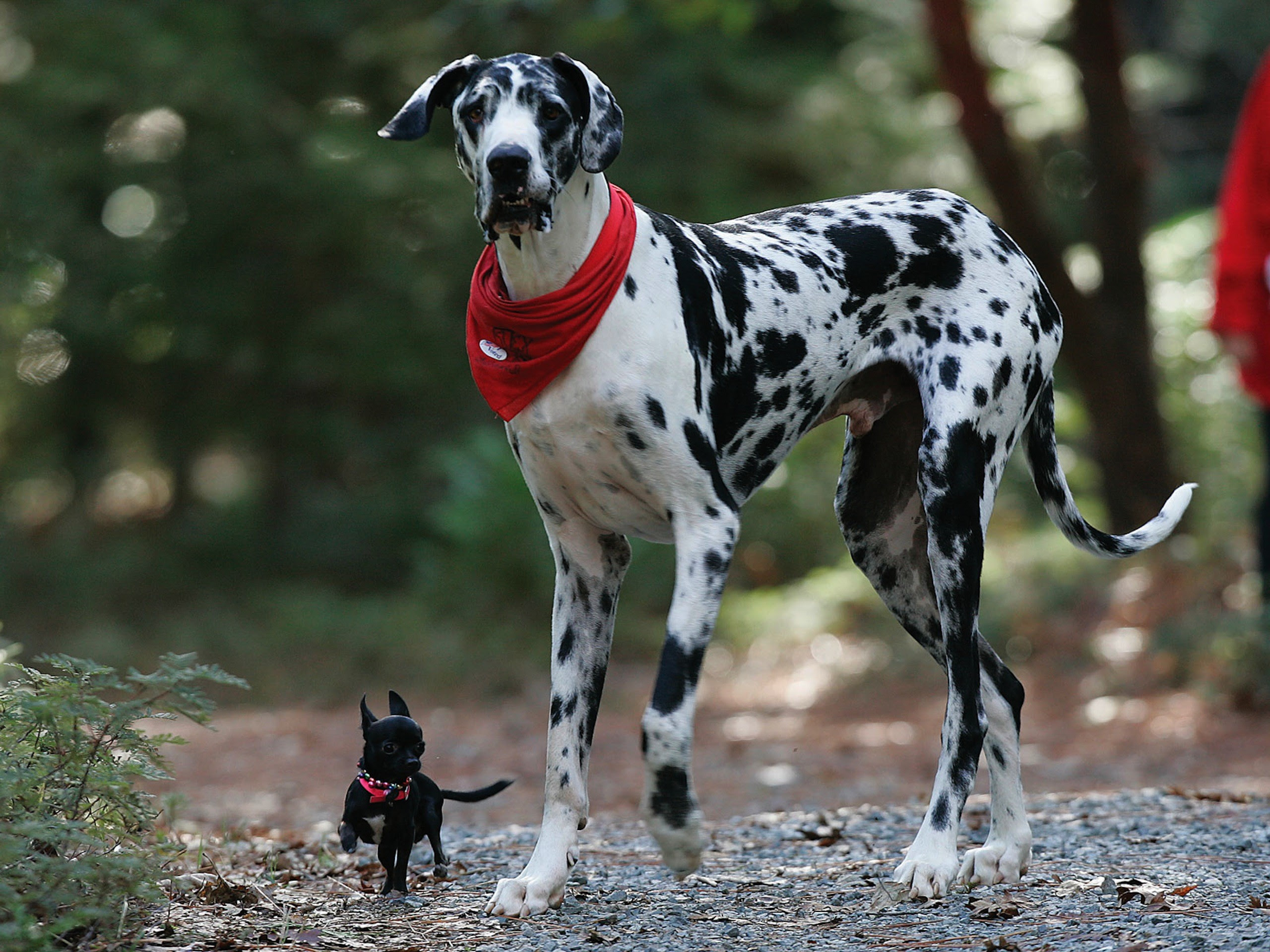 世界最大の犬と世界最小の犬をくらべてみました Dog1station ドックワンステーション