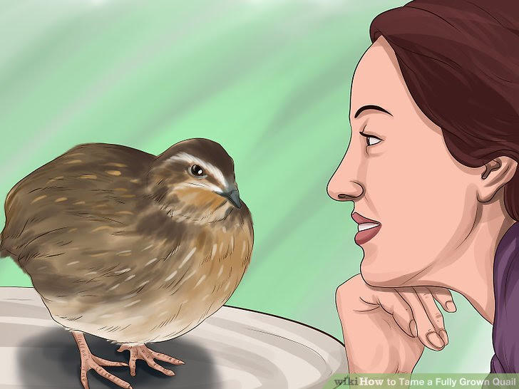 Tame a Fully Grown Quail Step 7.jpg