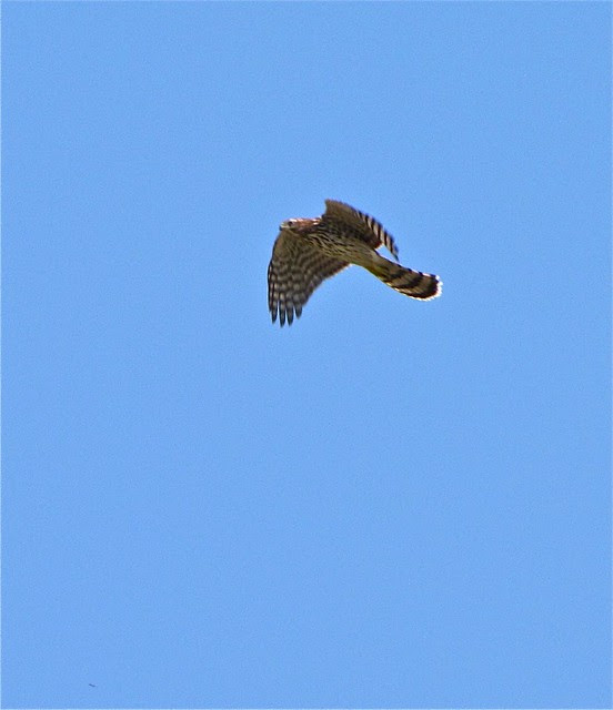 Juvenile Cooper's Hawk at Gridley Wastewater Treatment Ponds 01