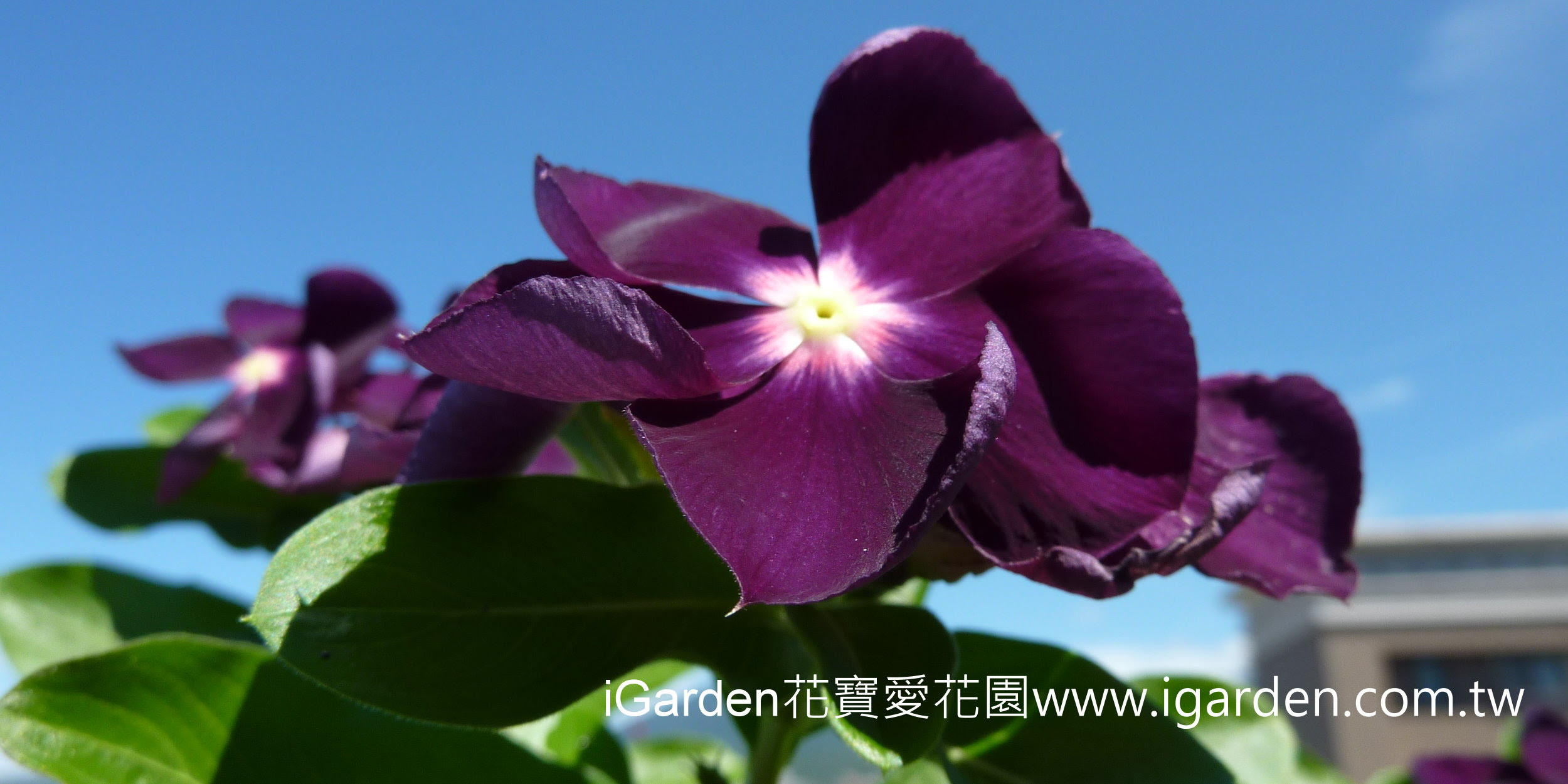 第633回花謎擂台 | iGarden花寶愛花園