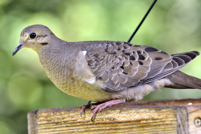 Glowing Golden Dove