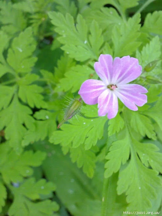 050520121623 (525x700, 259Kb)