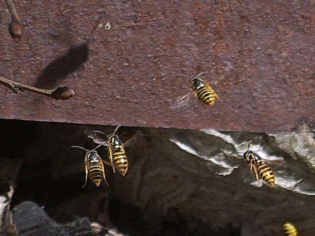 DSC_8222 wasp nest