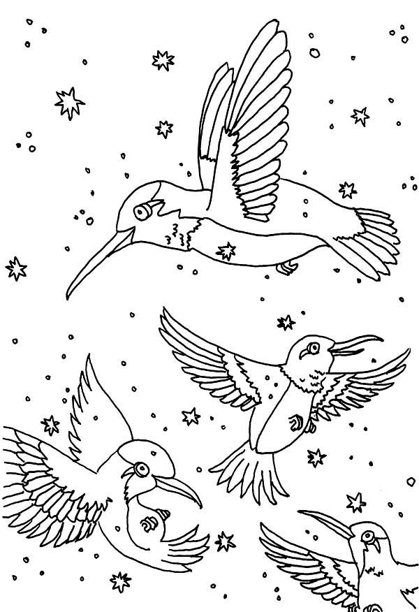 Hummingbird coloring pages to download and print for free