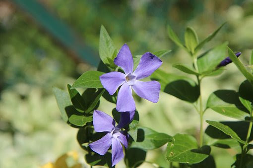 カタクリの花言葉の意味は嫉妬 実は怖い由来があった 植物navi