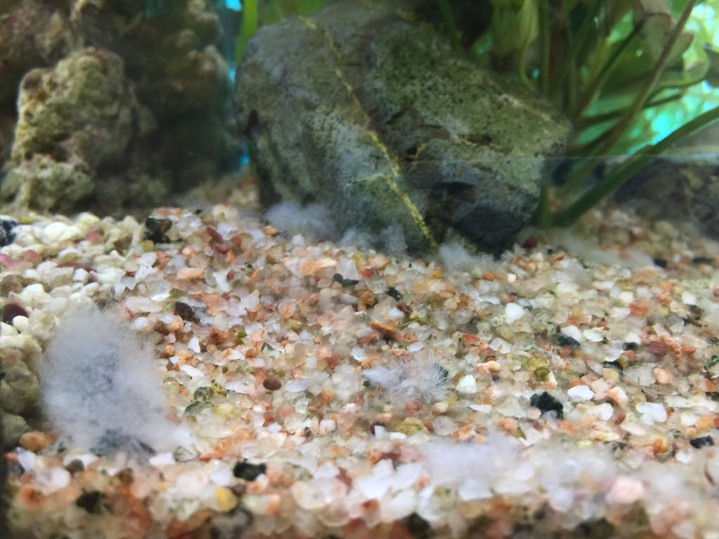 水カビ ヒーリングアクアリウムt3ブログ