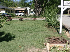 Sideways View of the Forsythia Hedge (in progress)