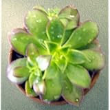 Pinwheel Desert Rose - Aeonium - 3.5' pot -Easy to grow