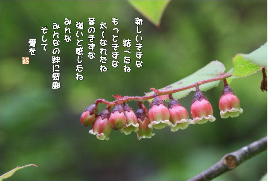 No 339 夏はぜ 花言葉 まごころ 飾らない美しさ なおかつ フォトエッセイ