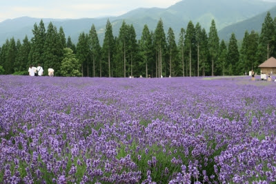 ラベンダー畑で 秋田の山と医療