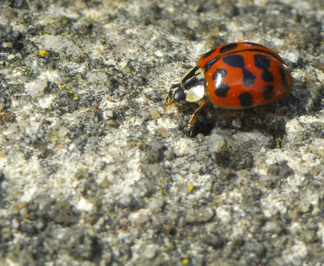 Harlequin Ladybird [IGP7258]