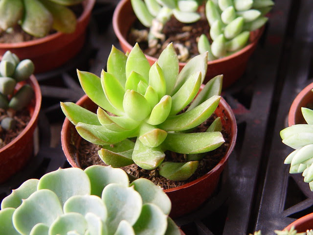 多肉植物succulent Xuite的花店貓屋 隨意窩xuite日誌