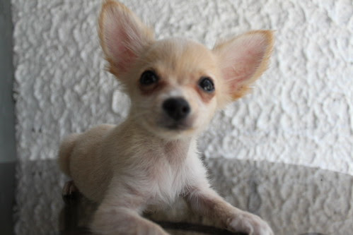 brown long haired chihuahua puppy. rown long haired chihuahua