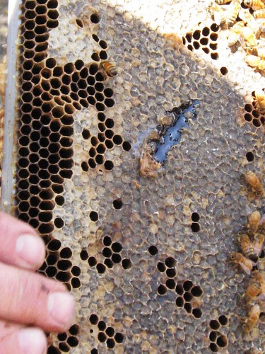 Tour of Bill's Bee Ranch