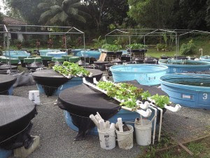 Aquaponics vs Hydroponics vs Aquaculture | PortFish, Ltd
