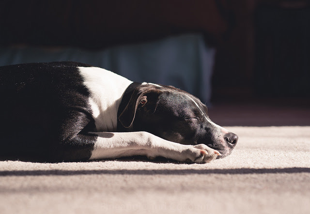 あなたの愛犬も見ているかも 犬の睡眠と夢について Doghuggy