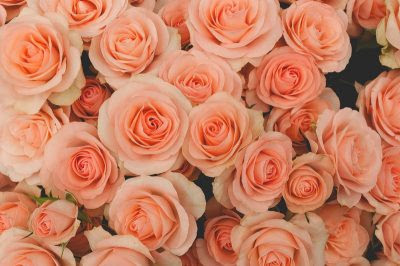 オレンジのバラの花言葉の意味や品種は 花束の値段や購入