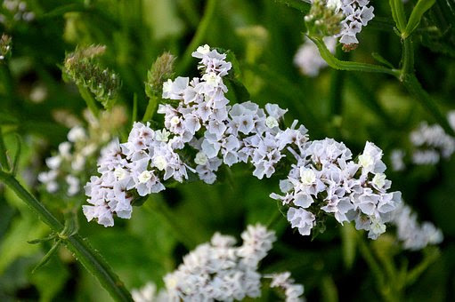 カスミソウの花言葉の英語や由来 誕生花について 植物navi