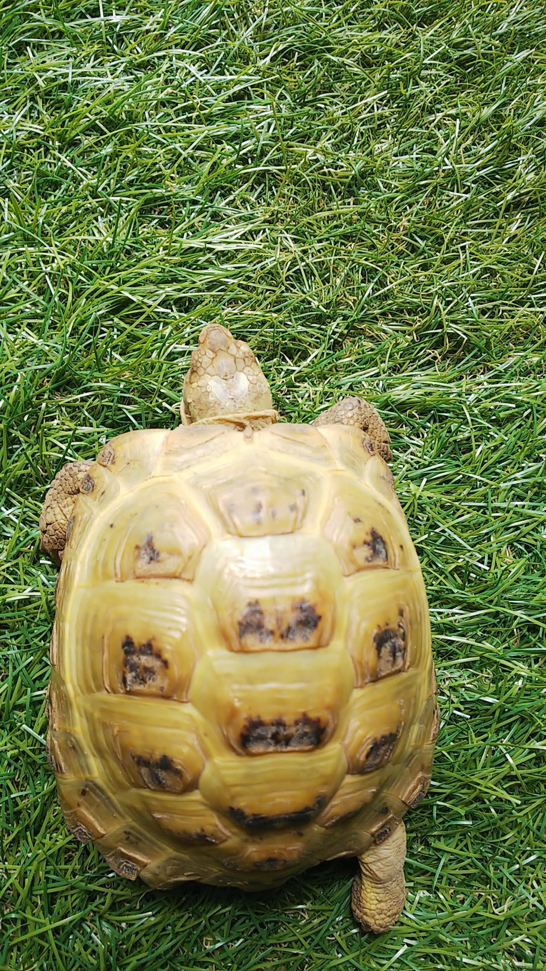 カメは甲羅を脱ぐことはできるの カメの甲羅のしくみと脱皮のしかた 生き物描き巡り