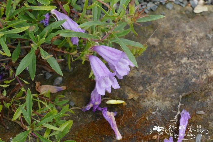 紫花灌木钓钟柳penstemon Fruticosus Var Scouleri 花卉图片网