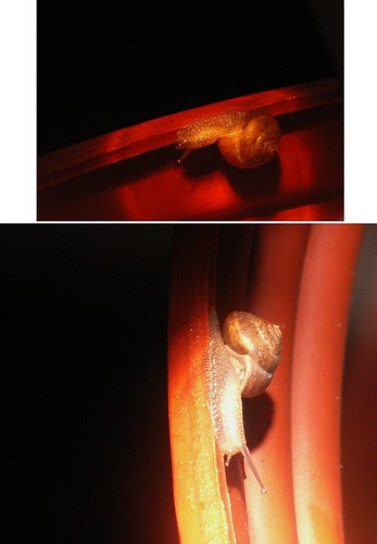 Snail Series