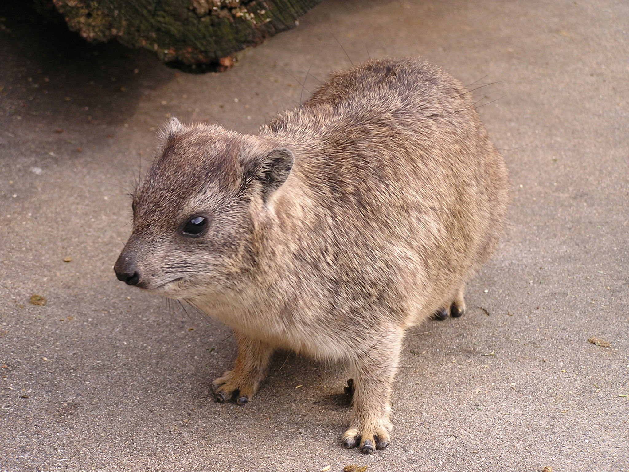 忘れないでね ハイラックスのこと 飼育係のasazooブログ 動物紹介 安佐動物公園 Asazoo
