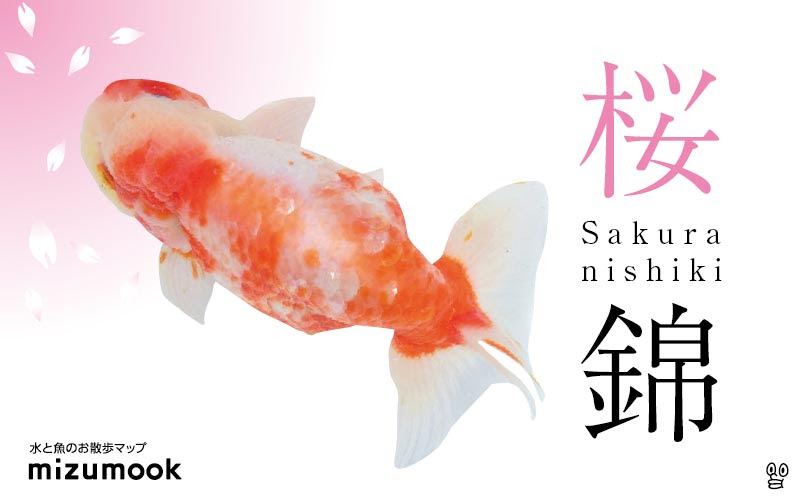 桜錦の飼い方 金魚 飼育 えさ 病気 種類 ミズムック