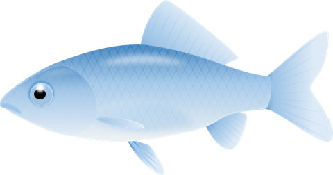 青い金魚 和金 のイラスト 無料イラスト素材 ちいさないきもの