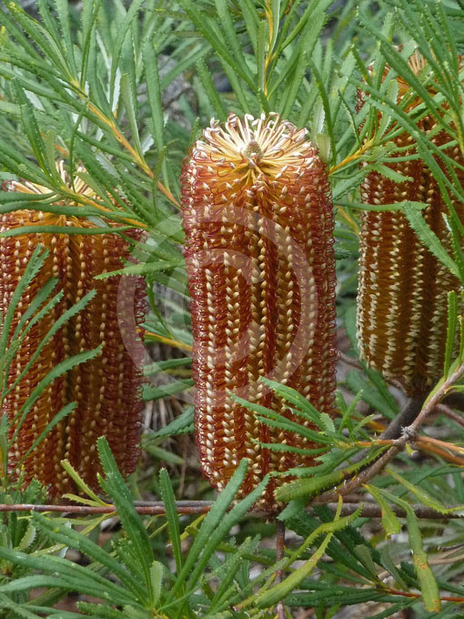 Banksia spinulosa Honey Pots Honey Pots Banksia Banksia spinulosa Honey Pots Honey Pots Banksia