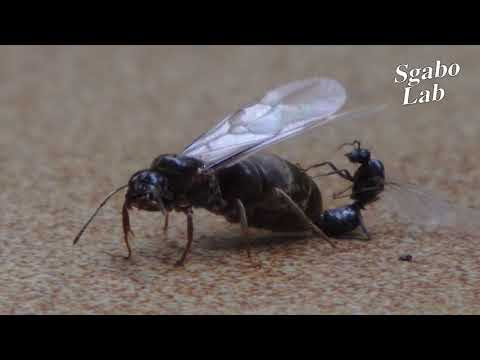 فيديو نادر لملكة النمل أثناء الزواج