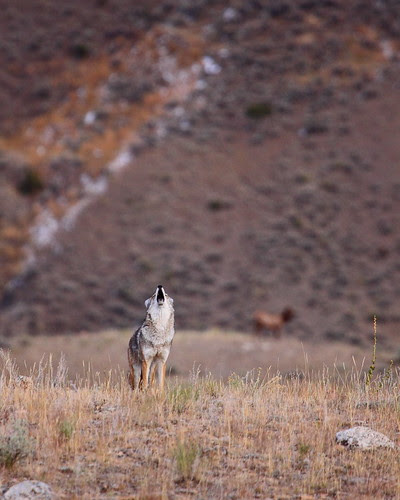 IMG_8618 Howl of Coyote, Yellowstone NP