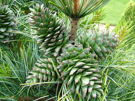 Korean Nut Pine (Pinus Koraiensis) Seeds for sale - jiovi