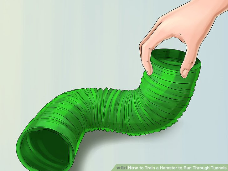 Train a Hamster to Run Through Tunnels Step 12.jpg