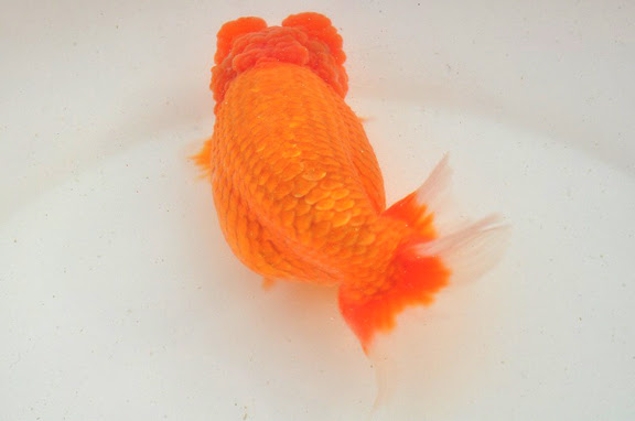 深見氏編01 02 金魚探訪記 神畑養魚株式会社