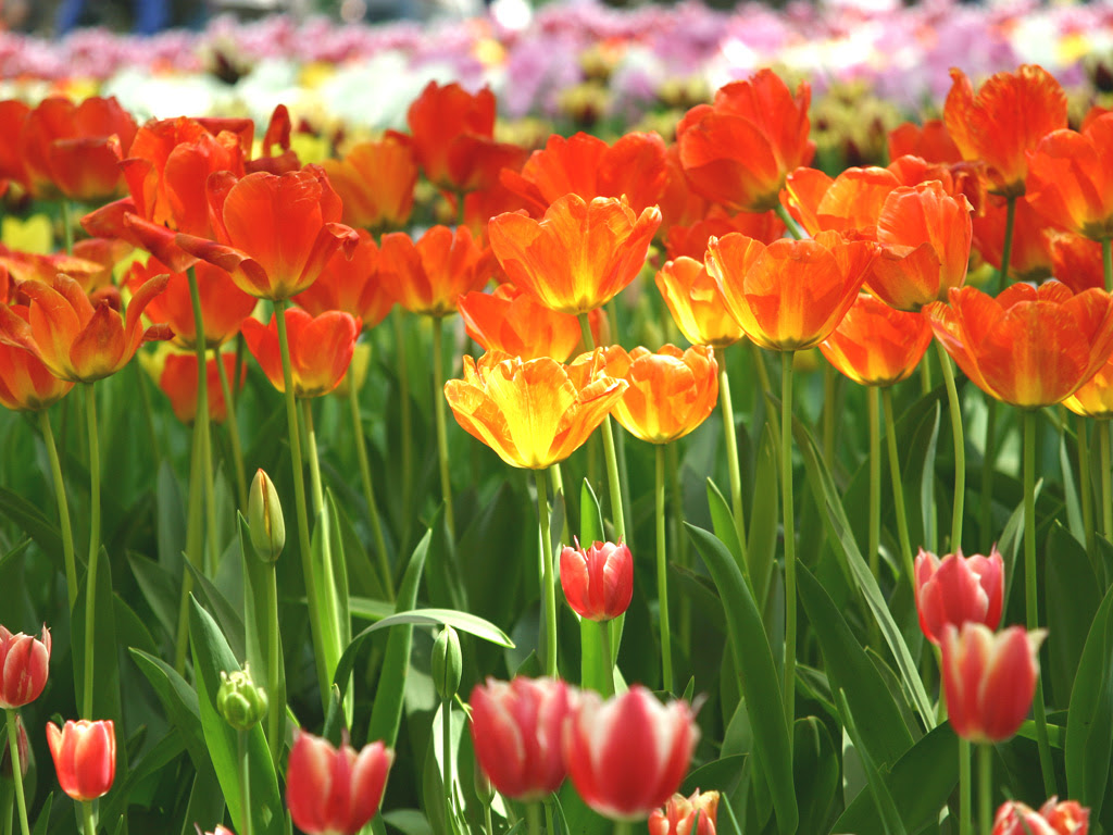 フリー壁紙写真 花