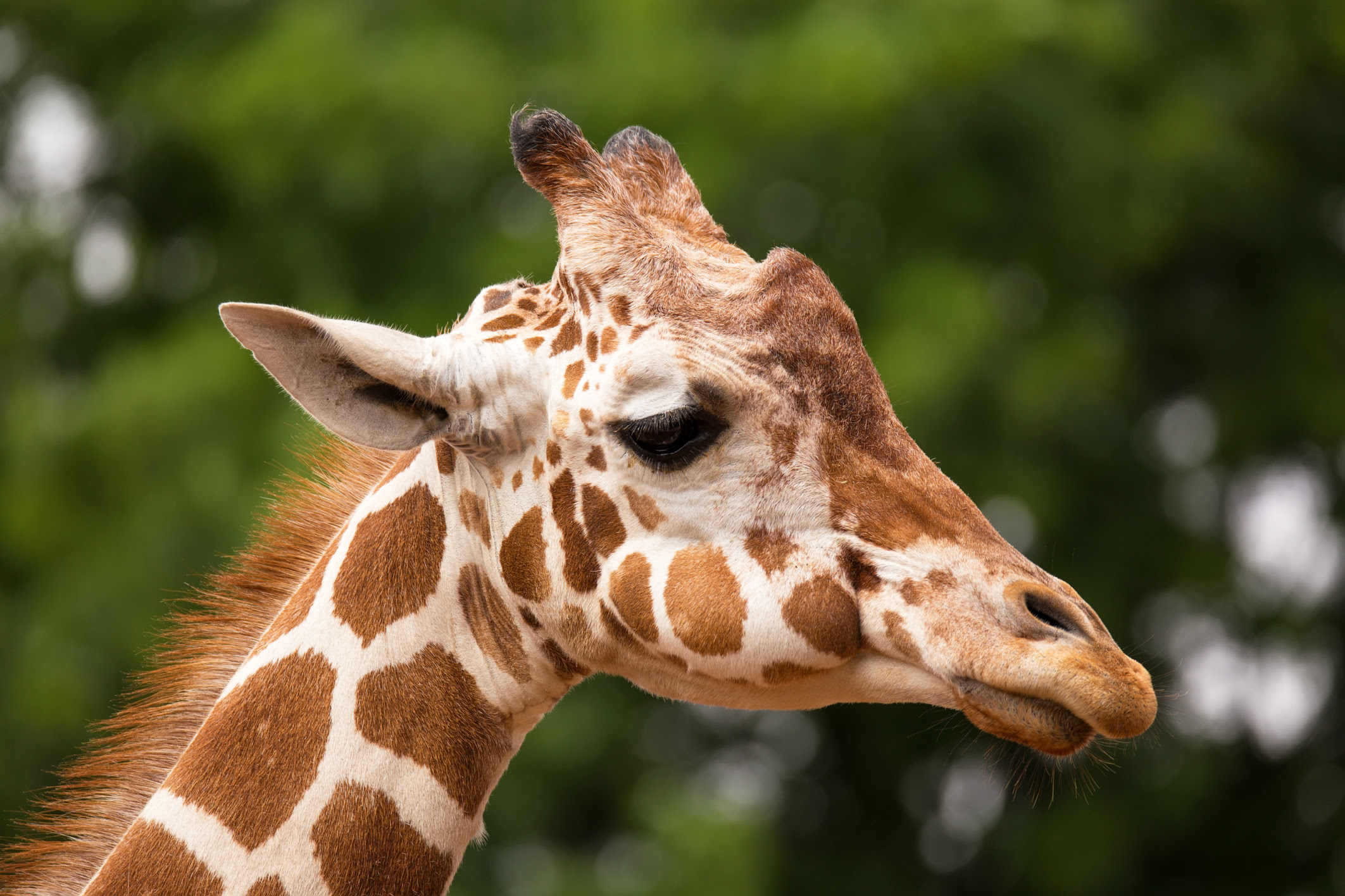 Does Every Giraffe Have Their Own Pattern of Spots ...