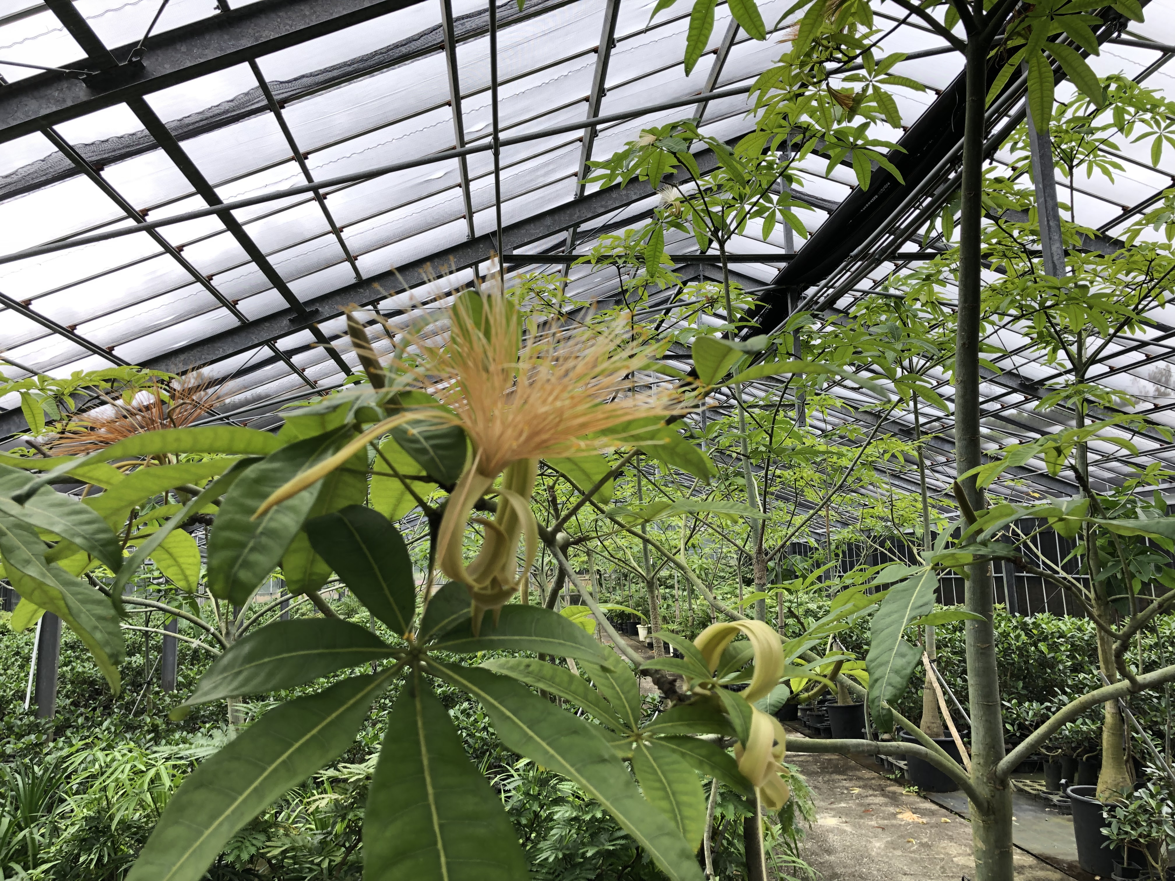 パキラの花 Cotoha Blog