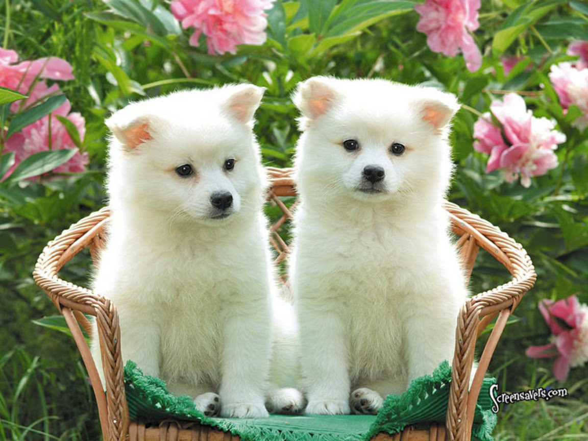 Most Beautiful Wallpapers Roses Myspace Hi5 Orkut