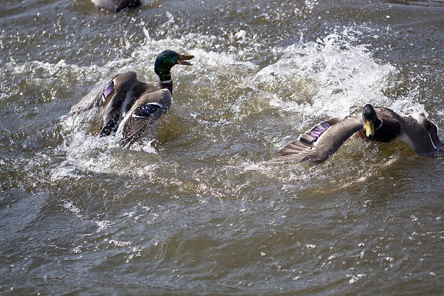 duck fight