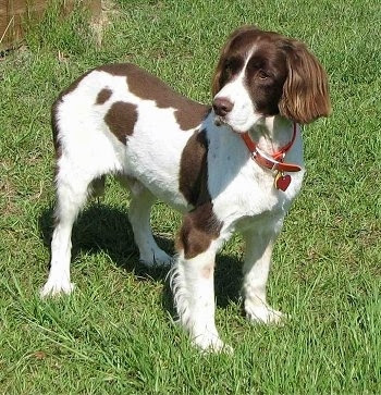English Springer Spaniel s pictures, Black English Springer Spaniel pictures, Pics of English Springer Spaniel , English Springer Spaniel photos