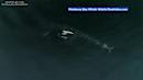 VIDEO: Killer Whales play with food, teach calf how to hunt