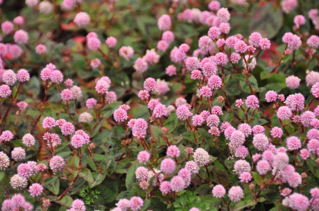 野草 雑草 草花 楽しい自然ウォッチング
