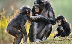 Endangered bonobos in the Congo