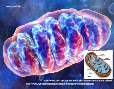 Mitochondria - microbewiki