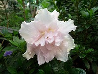 ３月１８日の誕生花 アザレア ピンク の花言葉 青春の喜び 華やかに咲き続けるピンクの花 弥生おばさんのガーデニングノート 花と緑の365日 楽天ブログ