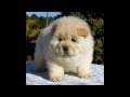 √ 100 ou plus bebe chouchou chien 299143-Bebe chouchou chien